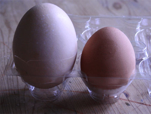 [Image: big-egg.gif]